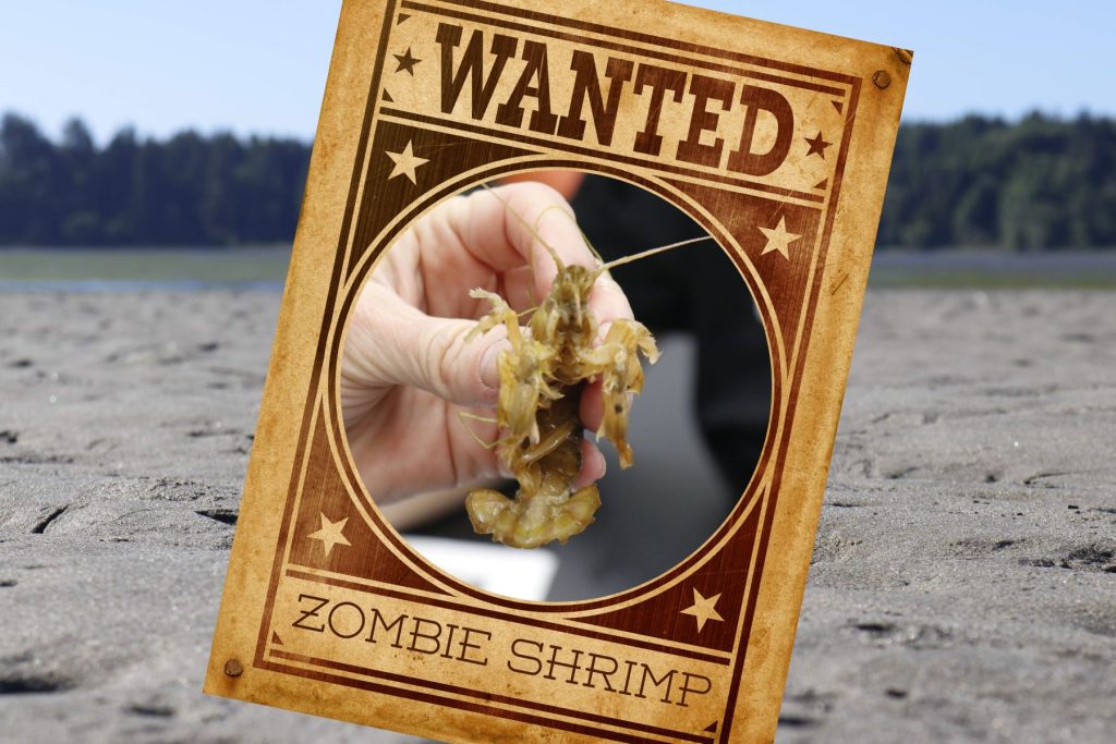 Blue Mud Shrimp Mystery Featured Image