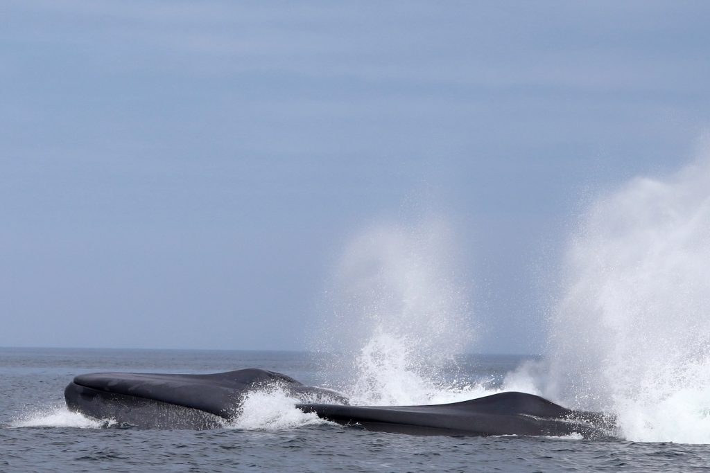 A pair of gigantic blue whales surfaces to breathe. The whales are releasing large spouts of misty white water. In the background is gray-blue ocean, with hazy blue sky on the horizon.