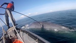 A scientist wearing a blue hard hat and orange life vest stands on the bow of a small inflatable boat to tag a large blue whale. The scientist is holding a pole with an adhesive tag at the end, after the tag was gently affixed to the whale’s back. In the background is greenish-blue ocean, with cloudy blue sky in the background.