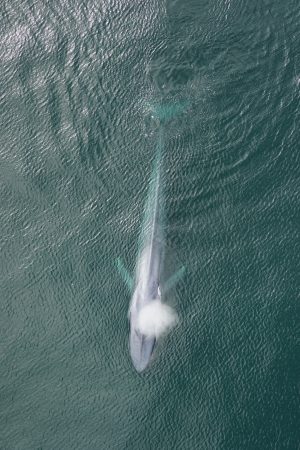 An aerial photo shows a large blue whale swimming at the ocean’s surface. The whale is blowing a spout of misty white water. In the background is rippled green ocean.