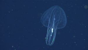 An oval-shaped, transparent lobed comb jelly with large, round lobes extended and eight rows of iridescent comb plates. This image captured from underwater video shows a comb jelly in open, blue water amidst small particles of drifting organic material.