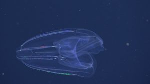 An oval-shaped, transparent lobed comb jelly with folded lobes and eight rows of iridescent comb plates. This image captured from underwater video shows a comb jelly in open, blue water amidst small particles of drifting organic material.