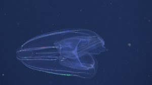 An oval-shaped, transparent lobed comb jelly with folded lobes and eight rows of iridescent comb plates. This image captured from underwater video shows a comb jelly in open, blue water amidst small particles of drifting organic material.