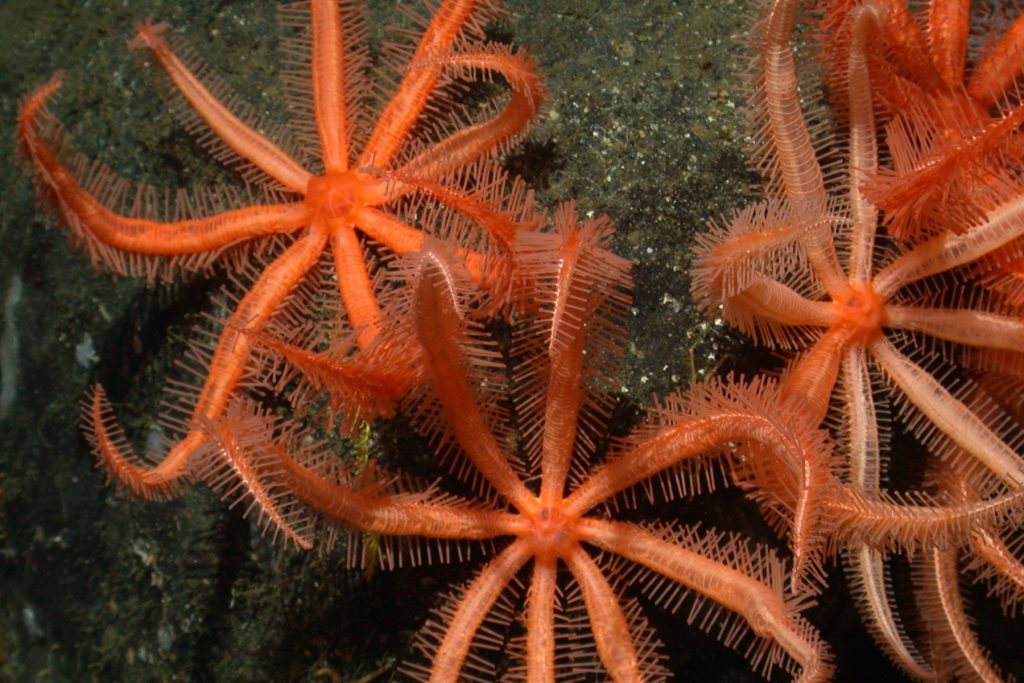 An aggregation of four bright orange sea stars. Each sea star has eight arms, each lined with thin spines on either side and held up above the seafloor. These sea stars were photographed on the deep seafloor, attached to a dark brown rock.