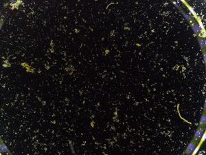 Tiny bits of brown organic material land on a transparent lens. The background is solid black with lens flare from a camera housing on the edge.