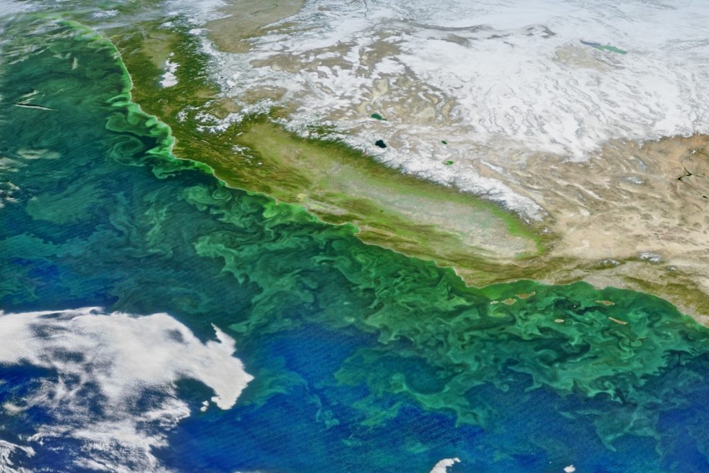 A satellite image shows a bright-green plankton bloom off the coast of California and Baja California. The bloom is producing several swirled eddies of green that extend into the blue ocean to the left. To the right of the frame is brown land and white snow. To the left of the frame are white clouds over the ocean.