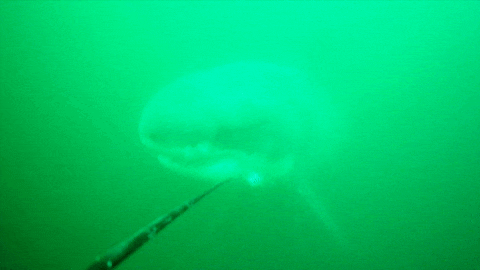 An animated GIF shows a large shark approaching a black pole with a twitching white metal lure. The shark has a gray surface and white underside. The background is open water. The frame has a green cast.