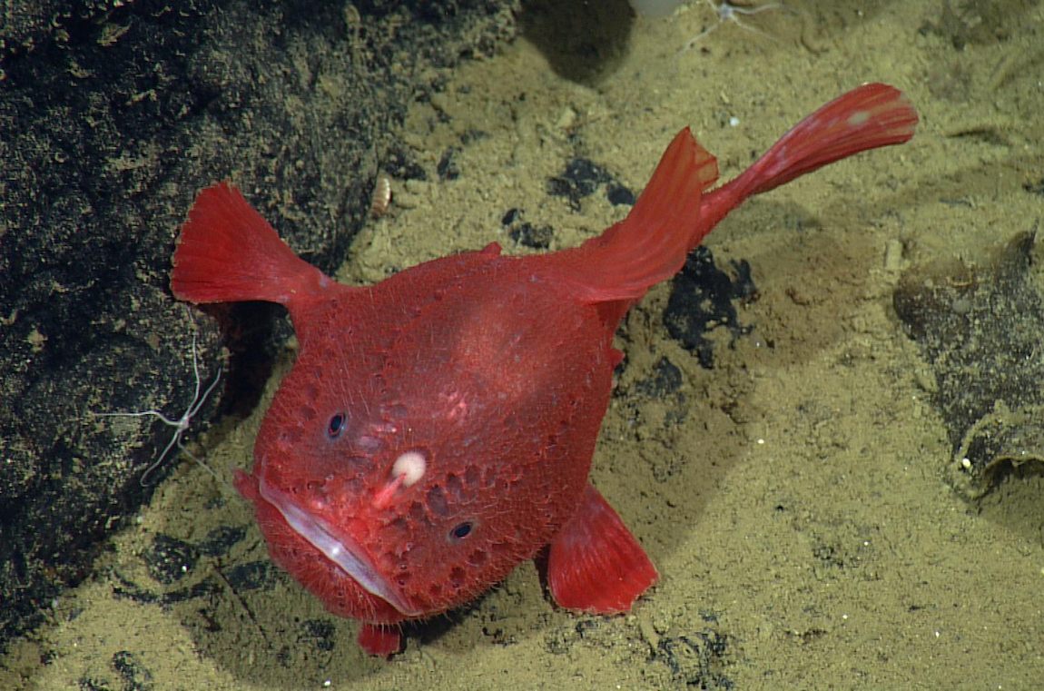 Deep-sea anglerfish • MBARI