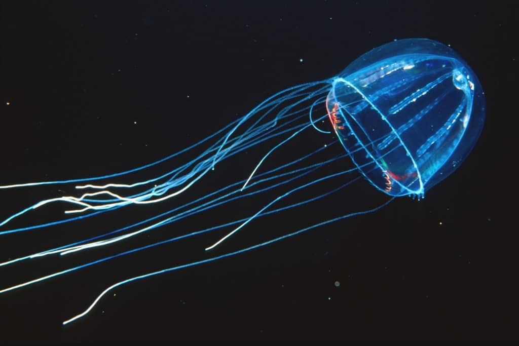 A bright blue silky jelly photographed in the lab against a black background