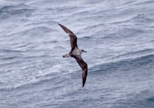 A petrel in flight over blue-gray water, showing its dark wings with white stripes and pale grey back and tail.