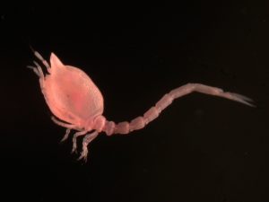 A reddish-pink tadpole-like cumacean crustacean with a teardrop-shaped body, short, jointed legs, and a curved, jointed tail. This animal was photographed in the laboratory under a microscope on a solid black background.