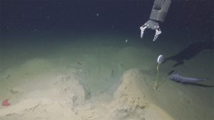Live video image of the sandy seafloor with a large indentation or furrow, with navigation and depth data overlaid. A tethered marker labeled 18 sits to the right of the furrow next to a gray ratfish, and the manipulator arm of a remotely operated vehicle is open above the furrow.