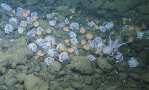 Dozens of pale purple deep-sea octopus brood in rocky crevices on the deep seafloor among orange sea anemones. In the foreground is one larger octopus swimming and spreading its arms in the foreground.
