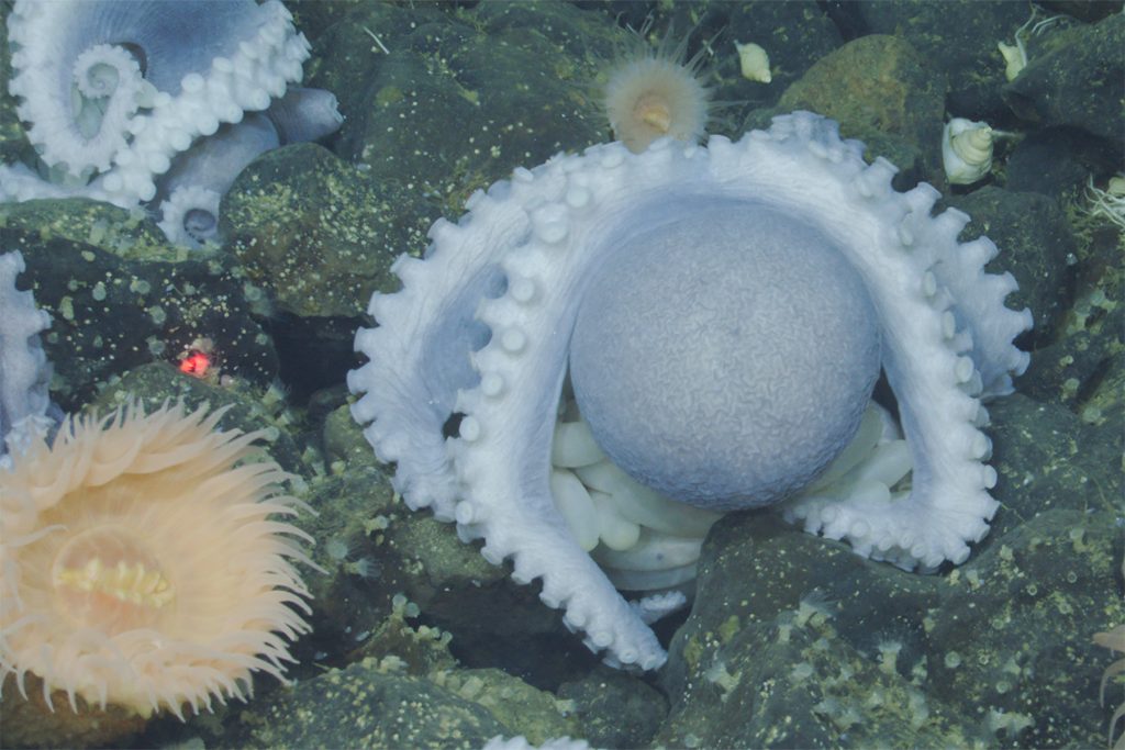 A close-up of a pale purple octopus brooding a cluster of white eggs on a rocky seafloor. The octopus is oriented upside down, with her arms stretched over her body. She is surrounded by three pale orange anemones and other brooding octopus nearby.