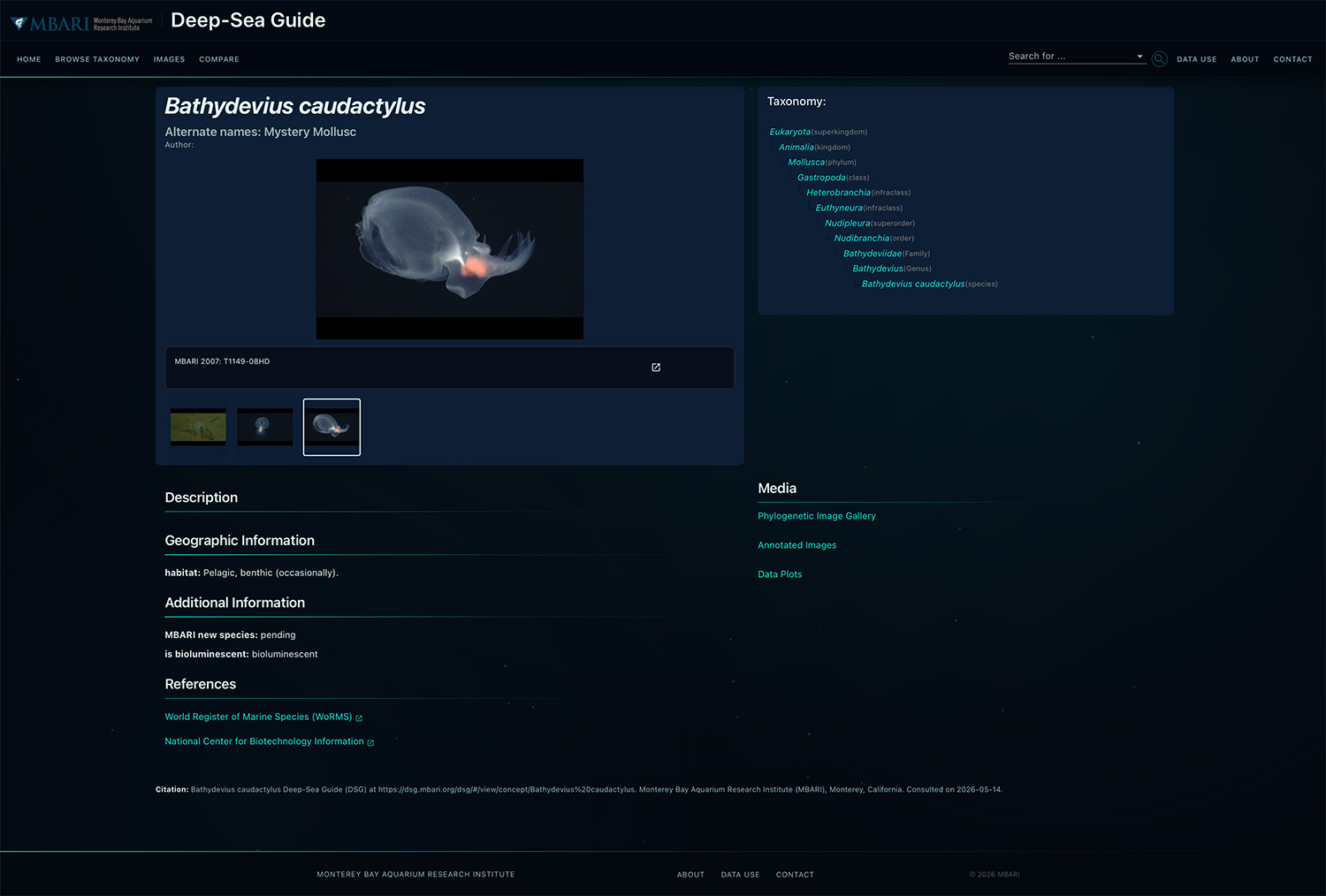 A screen-shot of the MBARI Deep-Sea Guide page for a pelagic midwater octopus.