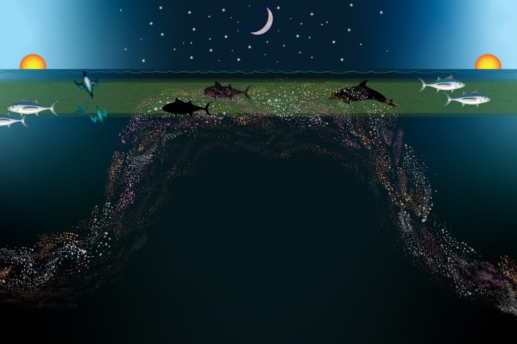 An illustration shows the daily vertical migration of animals from the deep sea during the day to the ocean’s surface in the evening.