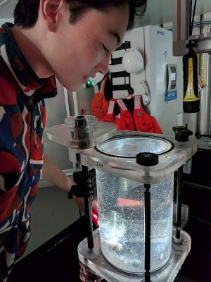 A researcher peers into a cylindrical sampling container holding a gelatinous animal floating in water.