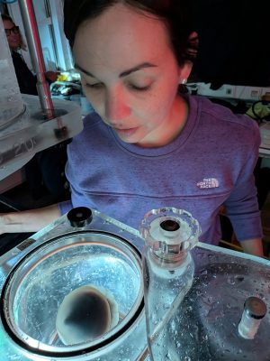 A researcher looks down at an open plexiglass container holding water and a deep-sea jelly.