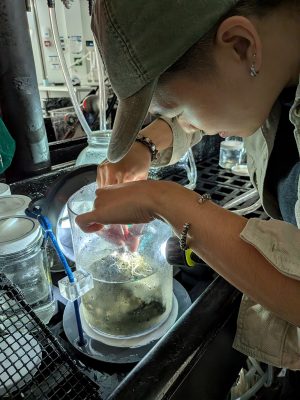 A researcher gently removes a white sponge from a transparent plastic scientific sampler in a lab aboard a research ship.