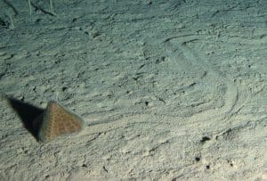 A pyramid-shaped, orange sea urchin moving along the deep seafloor, leaving behind a trail in the beige mud.