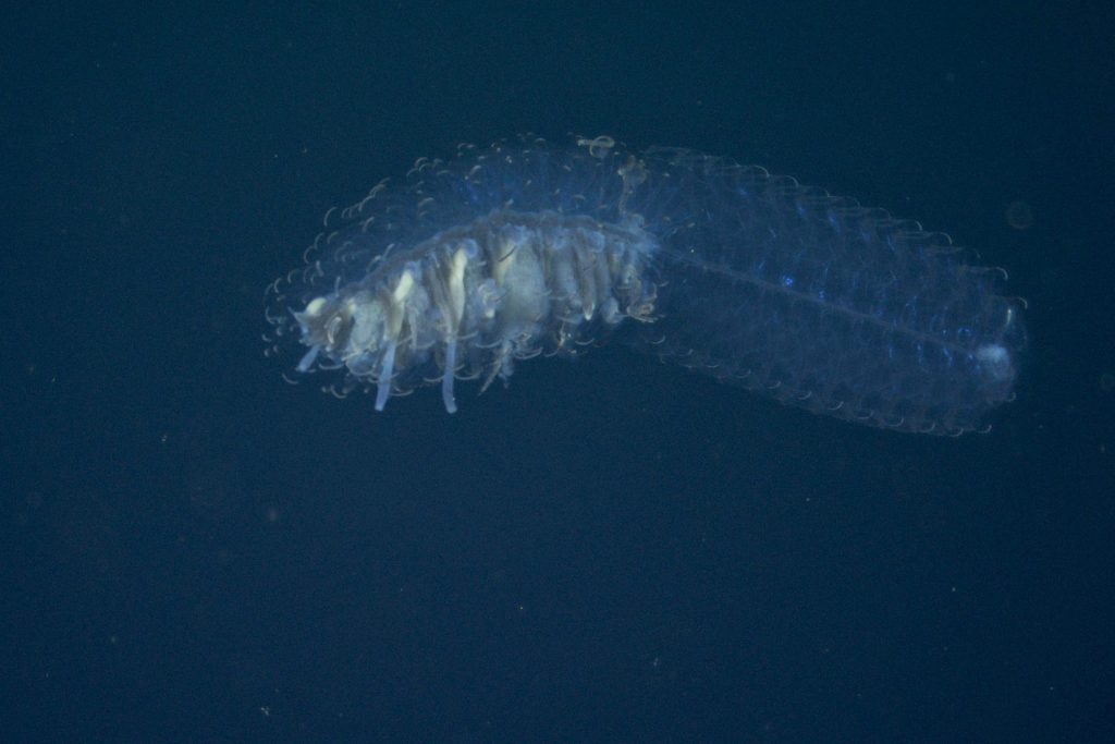 A short, gelatinous siphonophore swims in open blue water. It has transparent swimming zooids on the right, and more opaque stinging and feeding zooids on the left.