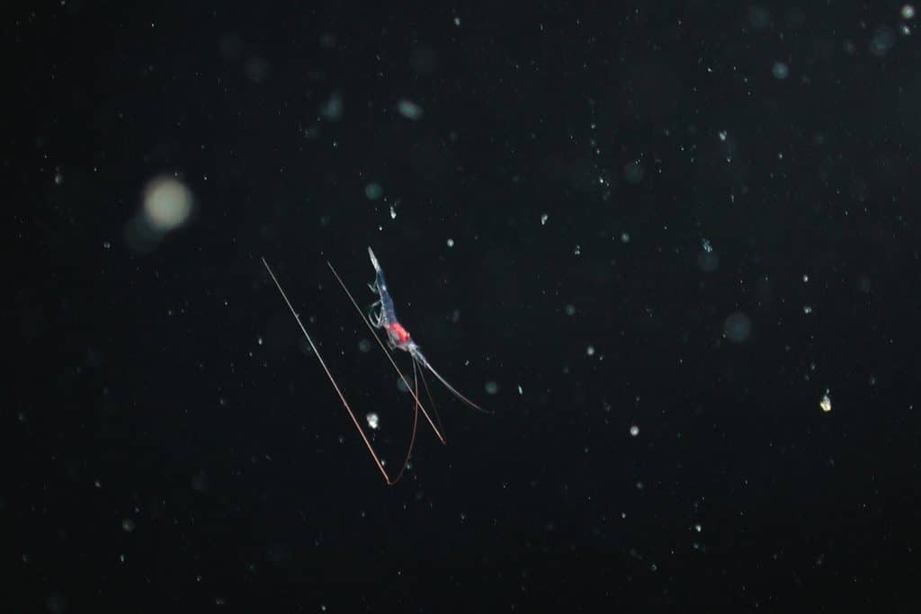 A transparent shrimp with a pink head and two long, angled antennae swimming downwards through a flurry of marine snow (sinking organic material).