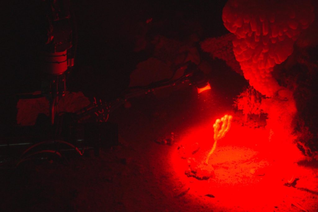 A scientific instrument conducts a scan of a stick-like deep-sea coral. The instrument has a jointed metal pole with a light array projecting red light on the coral and the seafloor below. In the background are vase-shaped sponges illuminated in red light.