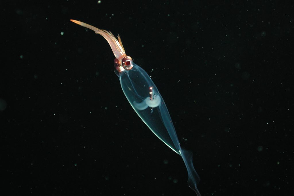 A transparent squid with a teardrop-shaped body and milky white internal organs. The squid is swimming downwards, with its white arms at the top and wavy fins at the bottom. This squid was photographed in open, black water.
