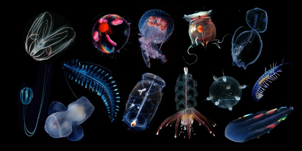 A photo collage shows 13 transparent gelatinous animals on a black background.