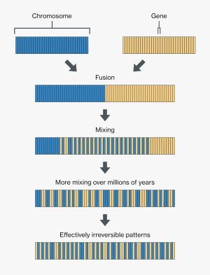 An illustration comparing gene linkages to shuffling a deck of blue cards on the left and a deck of yellow cards on the right. The blue cards are labeled with “Chromosome” and one yellow card is labeled “Gene.” Diagonal downward arrows below each point to the center. Below is a combined deck labeled “Fusion” with blue cards on the left and yellow cards on the right. A downward arrow points to a deck of shuffled blue and yellow cards labeled “Mixing.” The deck has several blue cards on the left, several yellow cards on the right, and a mix of blue and yellow cards in the middle. A downward arrow points to another shuffled deck of blue and yellow cards labeled “More mixing over millions of years.” This deck has random patterns of blue and yellow cards. A downward arrow points to another shuffled deck labeled “Effectively irreversible patterns.” This deck has random patterns of blue and yellow cards.