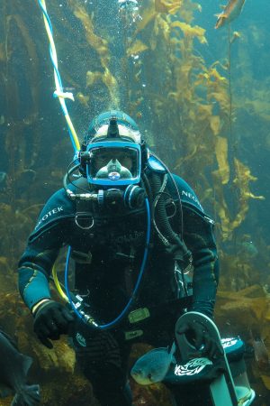 A scientist wearing a black wetsuit and scuba gear dives in an aquarium exhibit. He is tethered to the surface of the tank with a blue-and-yellow cable. He is holding a gray plastic bucket. In the background are several large fronds of brown kelp and blue-green seawater.