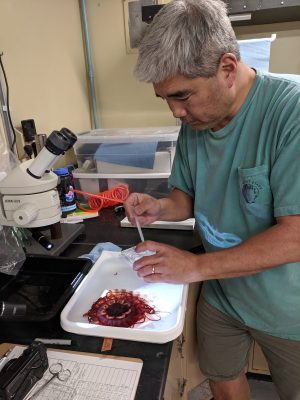 A scientist prepares a specimen of a large, red deep-sea jelly for a closer look under a microscope in the lab aboard a research ship.