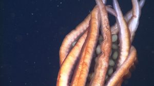 Eight thick arms of a deep-sea squid wrap around a cluster of eggs. The squid’s body is off-screen below the bottom of the frame. The wrinkly arms are orange on the exterior and white on the interior. The squid’s arms are cradling a gelatinous brown sheet that contains several large, round yellowish-white eggs. The background is dark blue water with several tiny yellowish-brown flecks of drifting organic debris.