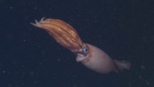 A red squid with large eyes and eight thick, orange arms drifts in the water column. The squid is swimming away from the camera, towards the right, and is holding its eight thick arms together. The background is dark blue, almost black, water.