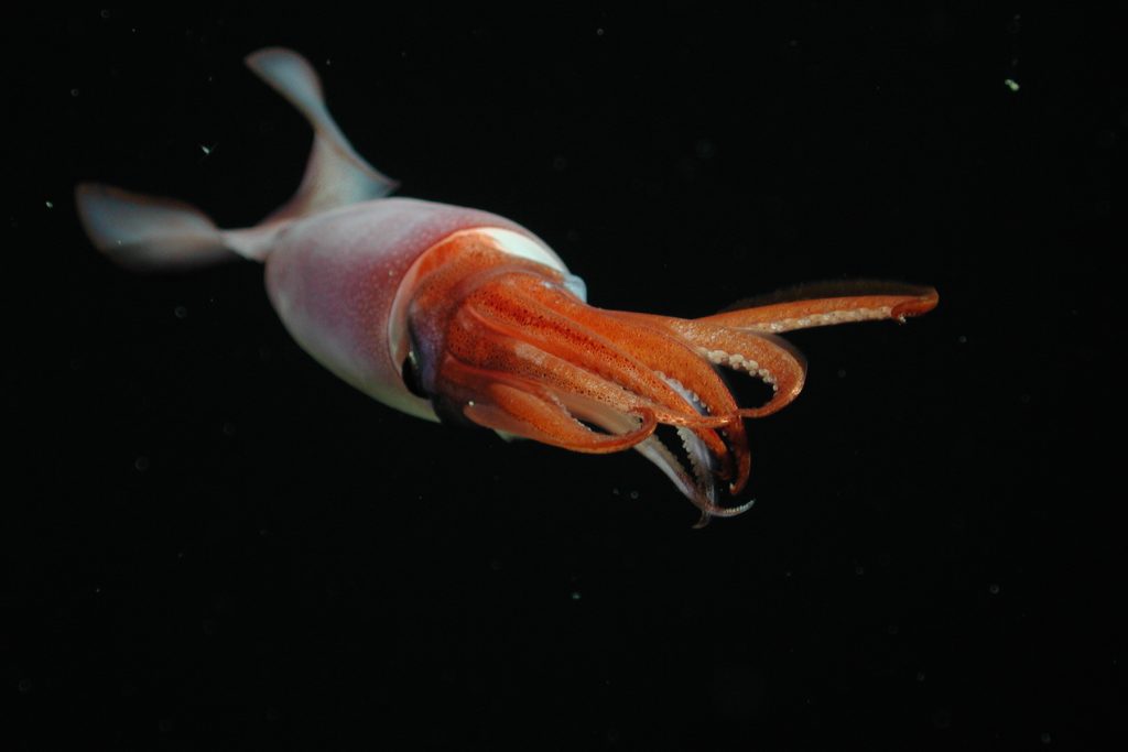 A squid with a white body, black eyes, and bright orange arms swims in open water. The squid’s fins are curled up above its body, and its arms are pointed at the camera. The background is black water.