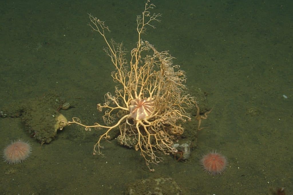 A yellow basket star attached to a rock on the muddy deep seafloor and extending its curly arms into the water