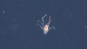 A small transparent crustacean with long arms swims in open blue water.