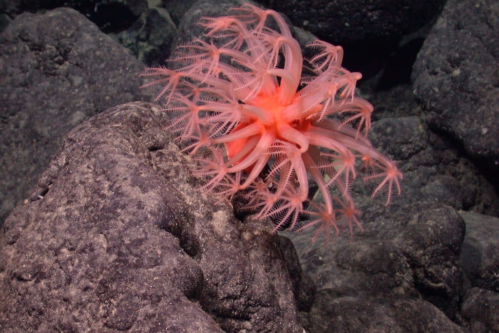 A peach-colored mushroom soft coral with flower-like polyps extended and waving in the currents. This individual was photographed on the bare, black, rocky slope of a seamount.