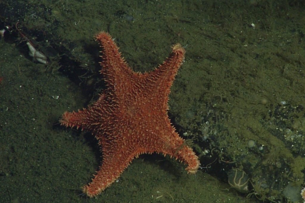 A sea star covered in short, sharp spines with a dark-orange body and five arms climbs over a greenish-black rocky ledge covered in fuzzy brown encrusting invertebrates. A shallow rocky crevice cuts diagonally across the frame from the top left to the bottom right.