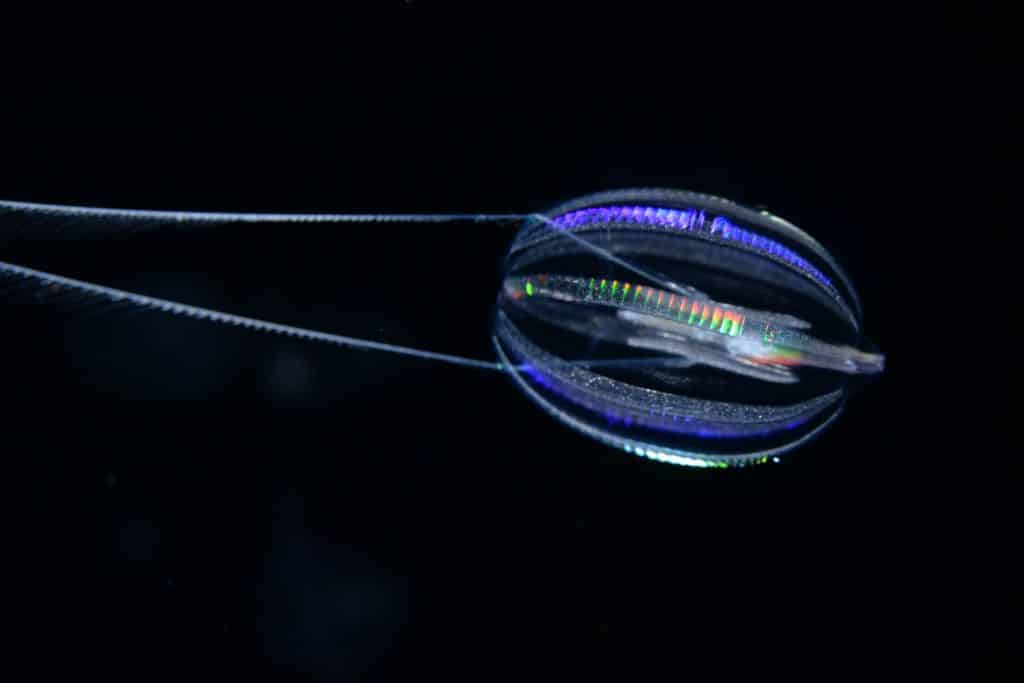 An oval-shaped, transparent sea gooseberry with eight rows of iridescent comb plates and two long tentacles trailing to the left. This individual was photographed in a tank of water against a black background.