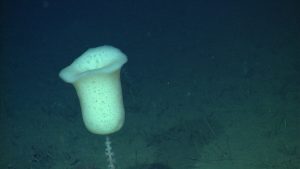 A pale white sponge with a porous, tulip-shaped body and a thin, brown stem covered with small sea anemones. This image captured from underwater video shows a sponge observed on the muddy deep seafloor.