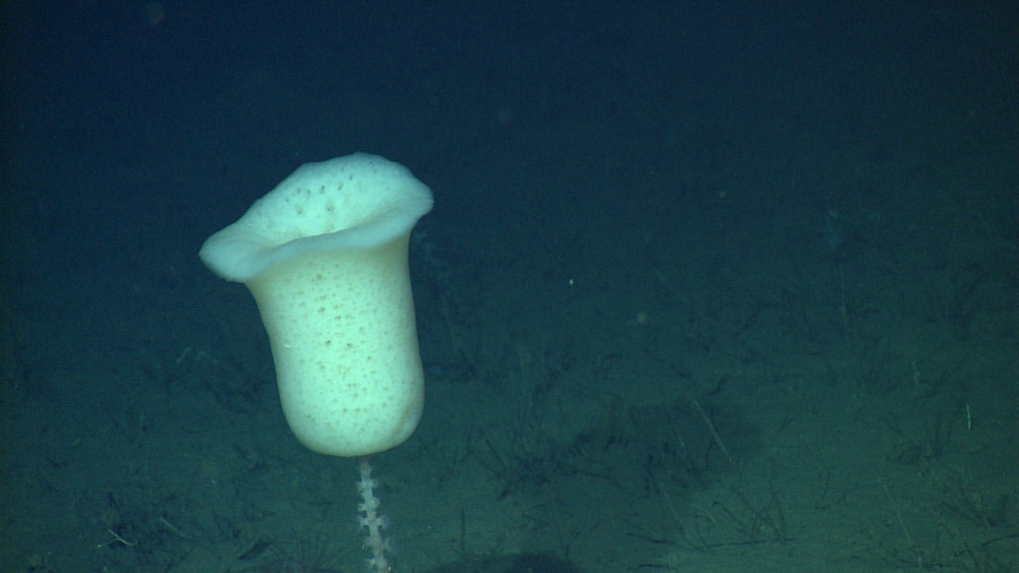 Splorn Genetic research offers new perspective on the early evolution of ...
