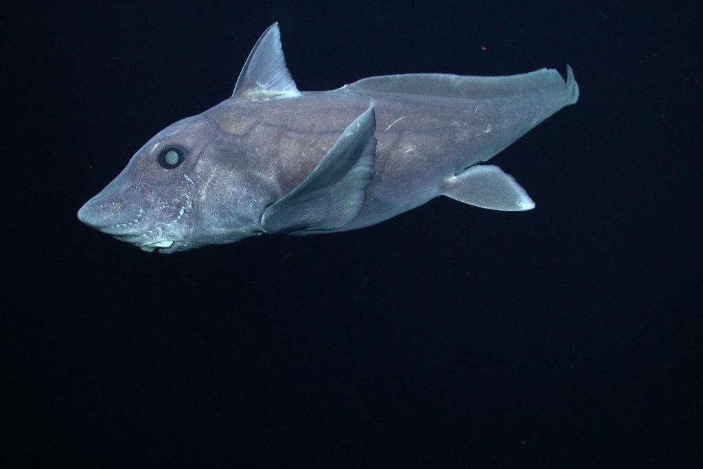A dark gray ghost shark swims in the water column. It has a large head, tapered body, and wide pectoral fins, and is swimming to the left side of the frame. The background is black water.
