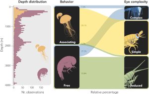 A composite of two illustrations shows the depth distribution, behavior, and eye structure of deep-sea hyperiid amphipods. The illustration on the left is a bar chart titled Depth distribution. It has depth on the left vertical axis and number of observations on the bottom horizontal axis, with an orange drawing of a shrimp-like amphipod on a jelly and a purple drawing of a shrimp-like amphipod and orange and purple bars for each behavior by depth. The illustration on the right has two black boxes on the left and three black boxes on the right. The top-left black box has an orange drawing of a shrimp-like amphipod on a jelly labeled Associating, and the bottom-left black box has a purple drawing of a shrimp-like amphipod labeled Free. The top-right black box has a blue drawing of an amphipod labeled Complex, the middle-right black box has a yellow drawing of an amphipod labeled Simple, and the bottom-right black box has a green drawing of an amphipod labeled Reduced. Stripes of color connect the boxes on the left to the right with a label for relative percentage.