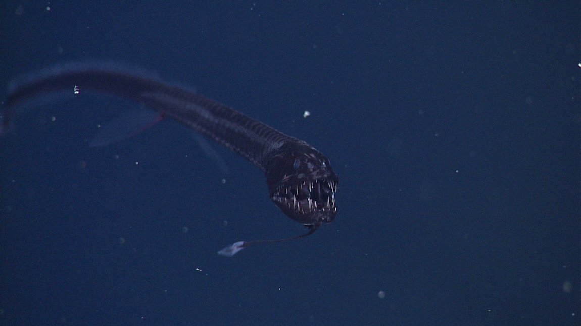 Deep-Sea Dragonfish Idiacanthus_antrostomus_D0782_03_1150