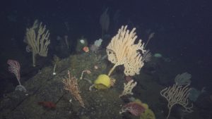 A community of colorful yellow and pink branched corals grows on a rocky ledge on the deep seafloor. Between the large branched corals are smaller fan-like corals, round yellow sponges, and orange sea anemones. They are growing on an outcropping of greenish-black rock covered in brown encrusting organisms and fine brown sediment. In the background are more corals with endless black water on the horizon.