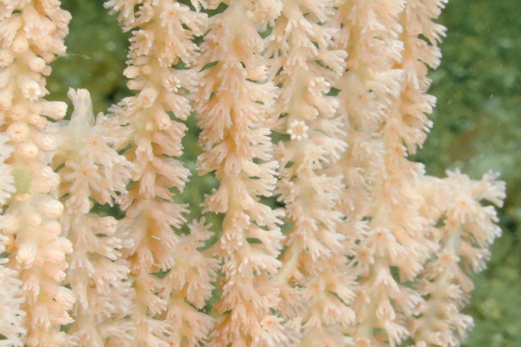 A pale orange deep-sea coral with feathery, flower-shaped polyps sways with ocean currents. In the background is rocky seafloor covered in greenish-brown sediment.