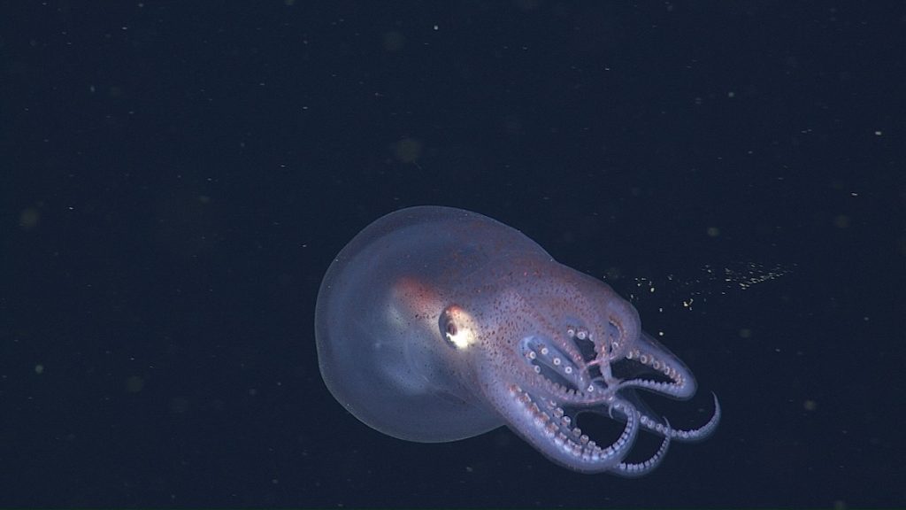 A transparent octopus swims in open water. The octopus has a gelatinous body. It is swimming away from the camera, trailing eight arms lined with round suckers. The background is dark blue water with scattered particles of white organic material.