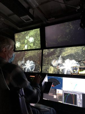A scientist wearing a light blue paper face mask and plaid shirt sitting in the control room of an MBARI research vessel. The scientist was photographed while operating a remotely operated vehicle and watching a live video feed of nesting octopus and ship telemetry on five large video monitors.