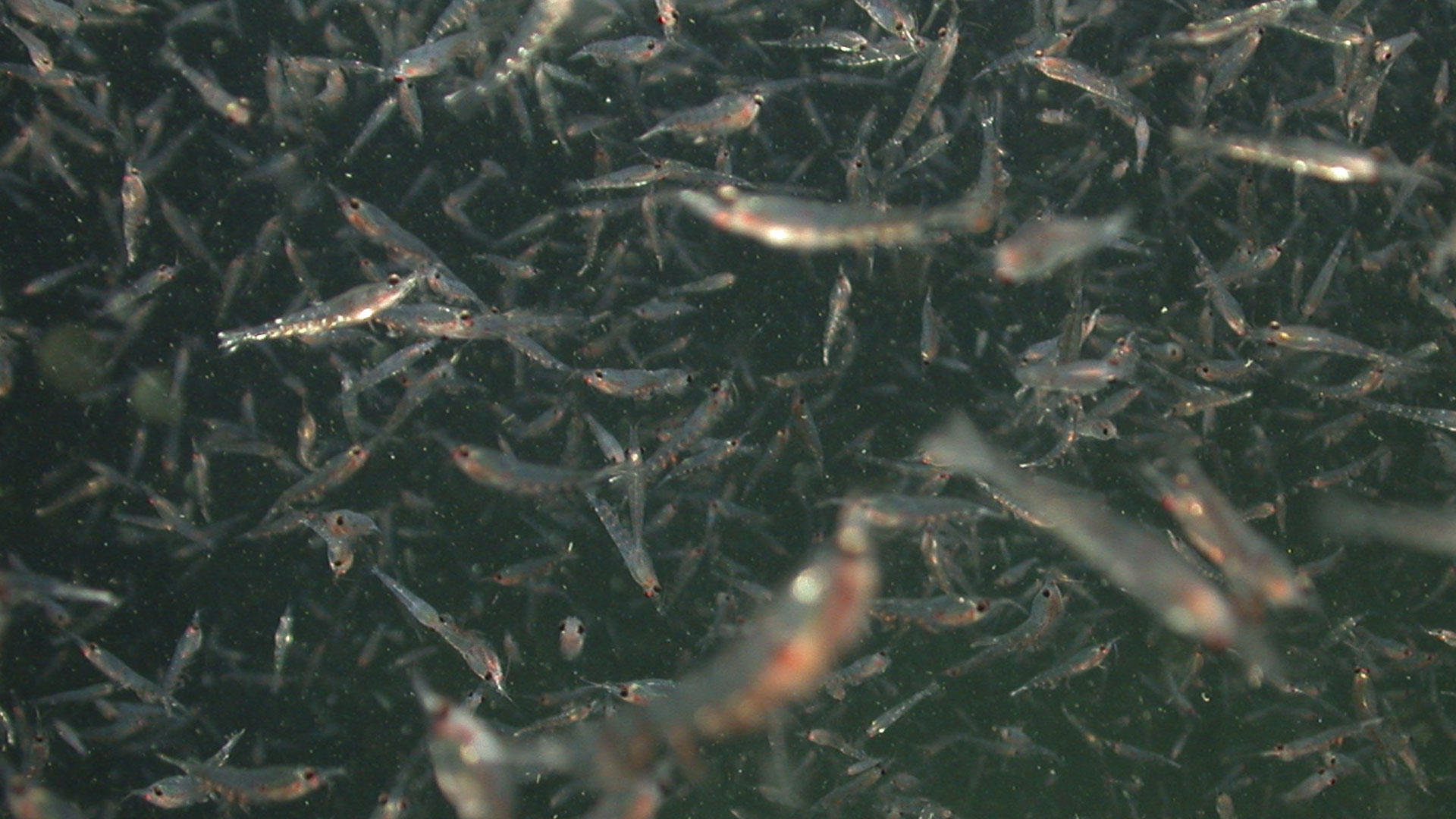 Small shrimp-like crustaceans called krill are an important part of the diet of blue whales. Dense aggregations of krill occur seasonally in Monterey Bay, attracting large numbers of blue whales. Image: © 2003 MBARI